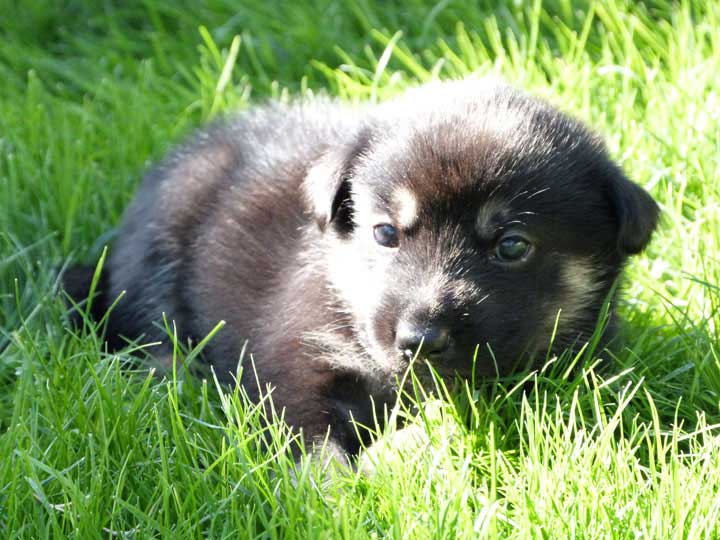 chinook dog